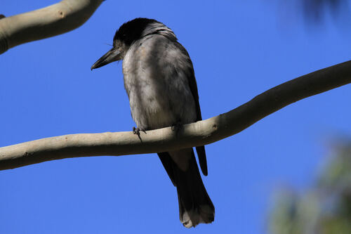 Cassican à collier (Grey Butcherbird)VIC Australie
