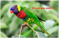 Nos amis les oiseaux