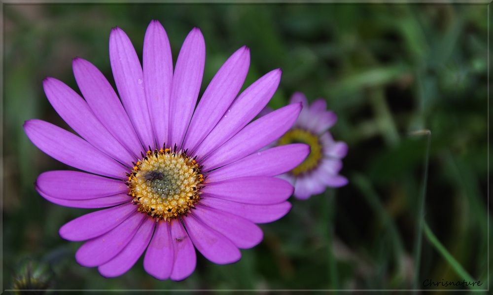 Fleur du jardin