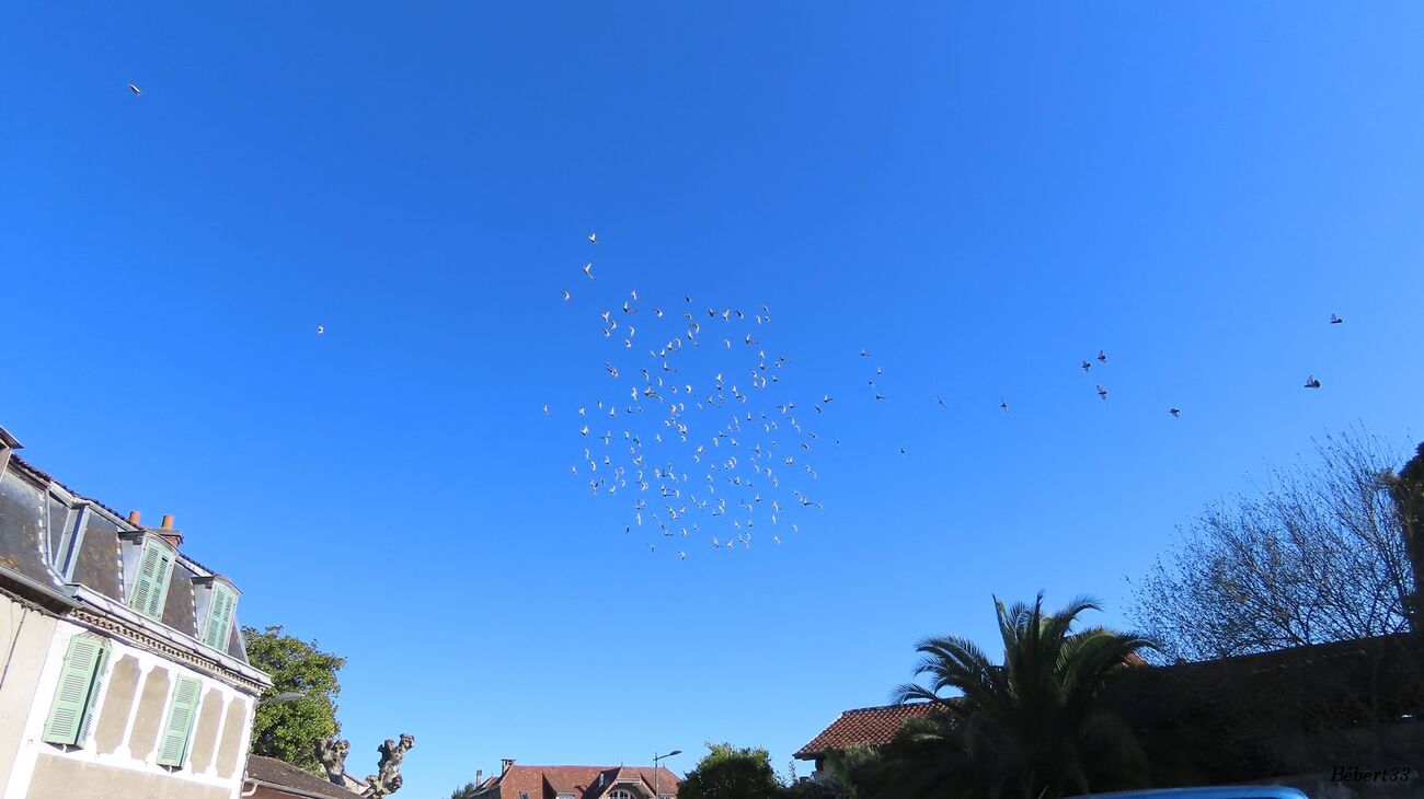 oiseaux à Sauveterre du Béarn