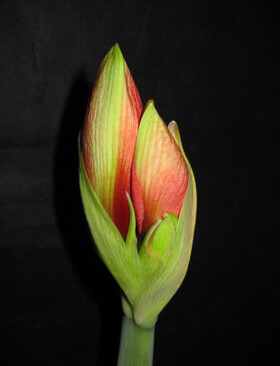                                               LES AMAryllis  de NOEL        