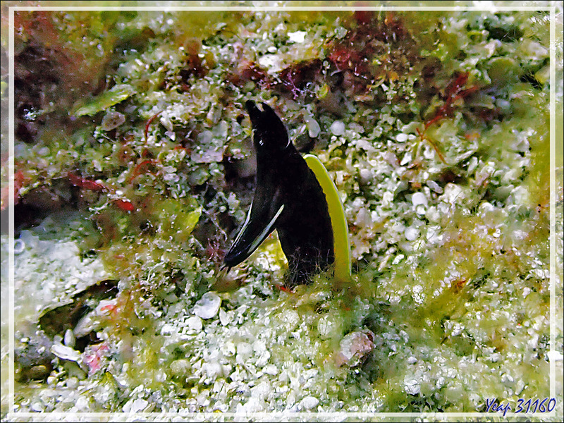Murène ruban juvénile, Anguille ruban, Ribbon eel, Blue ribbon eel (Rhinomuraena quaesita) - Betalinjona (2ème Frère) - Tsarabanjina - Mitsio - Madagascar