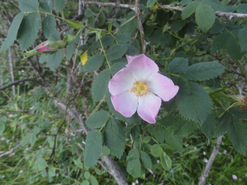 Fleurs roses