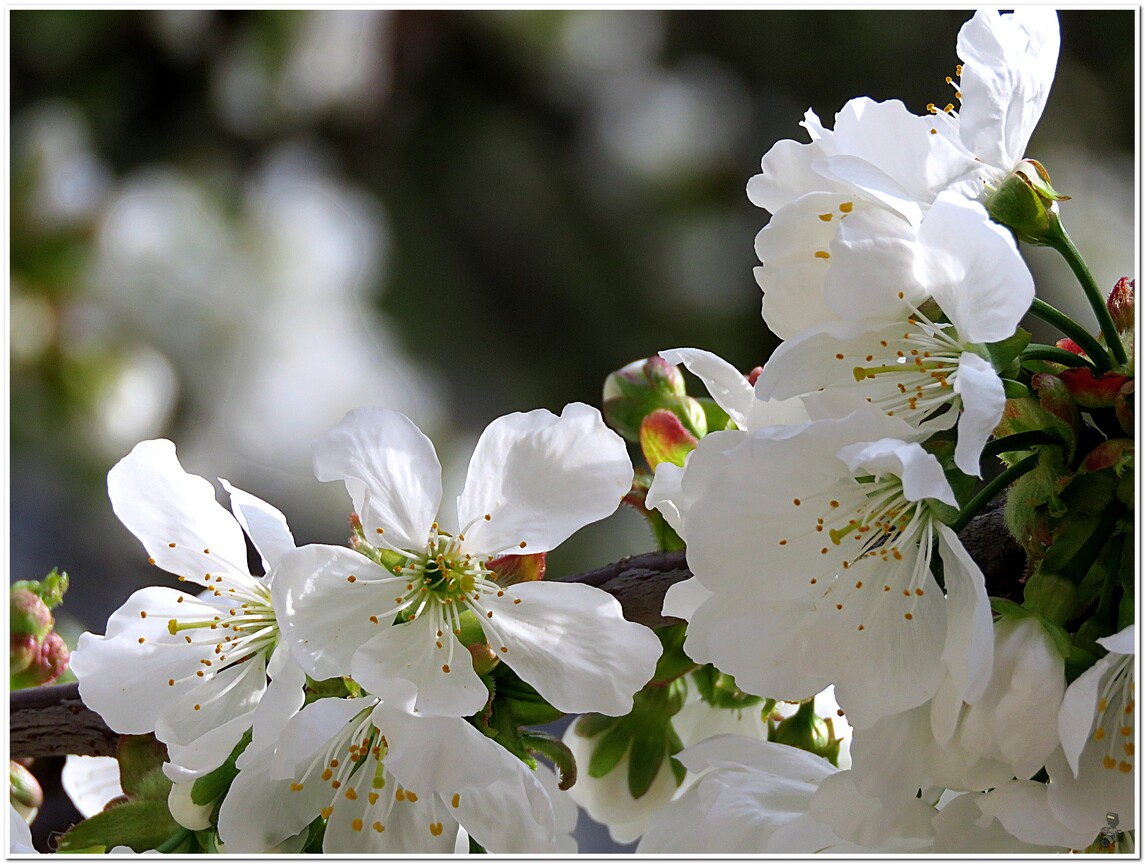 « LE PRINTEMPS A LA MAISON No3 A SUIVRE