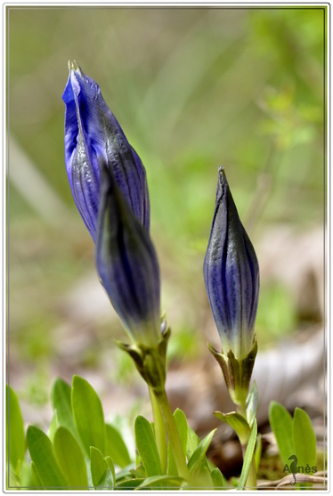 La LOI du PRINTEMPS