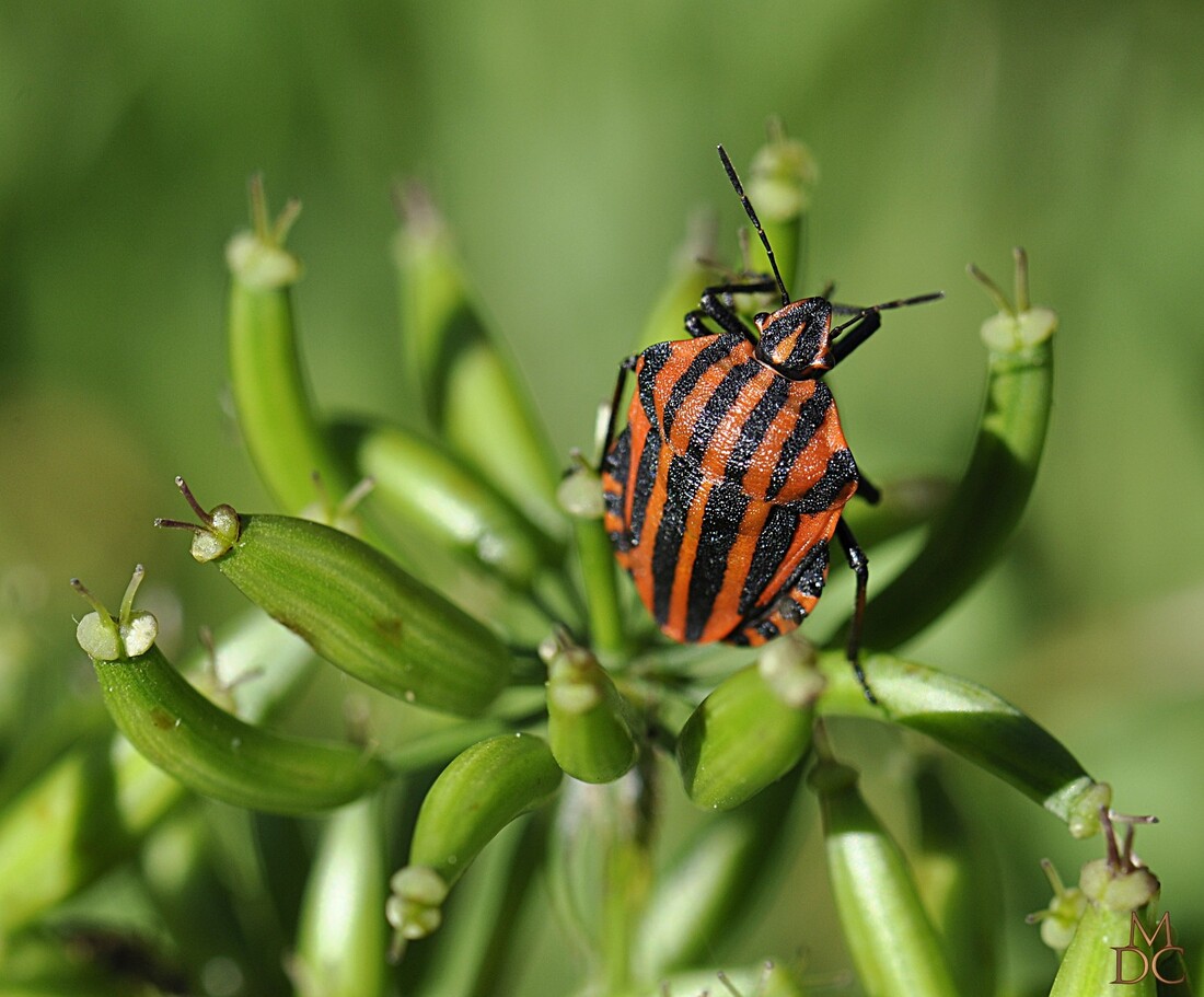 PUNAISE ARLEQUIN