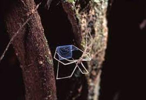 Christine Rollard, biologiste : "Le monde des araignées est très doux, soyeux"