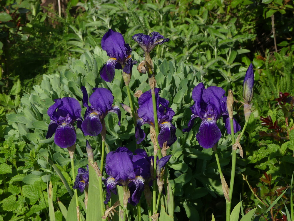 RENDEZ - VOUS  AU  JARDIN