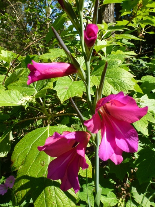 Juin dans mon jardin