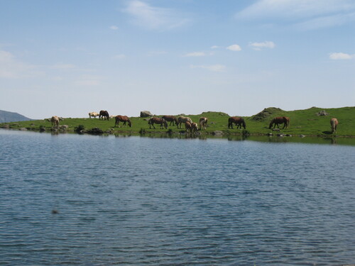 Chevaux au lac d'Arou