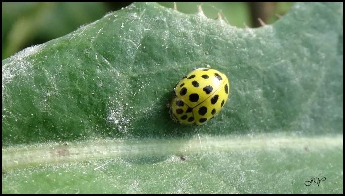 Coccinelle à 22 points.