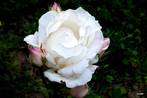 Rose blanche et rose rouge !