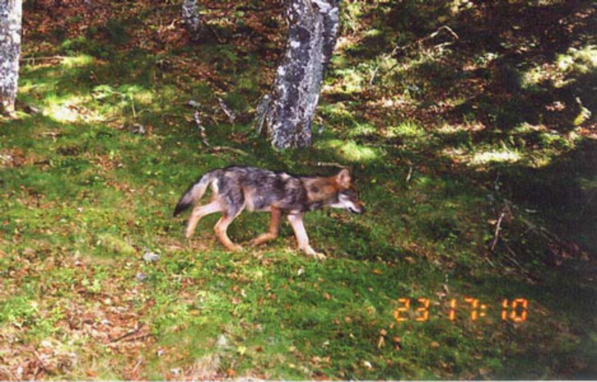 VIE ET BIOLOGIE DU LOUP GRIS D'EUROPE