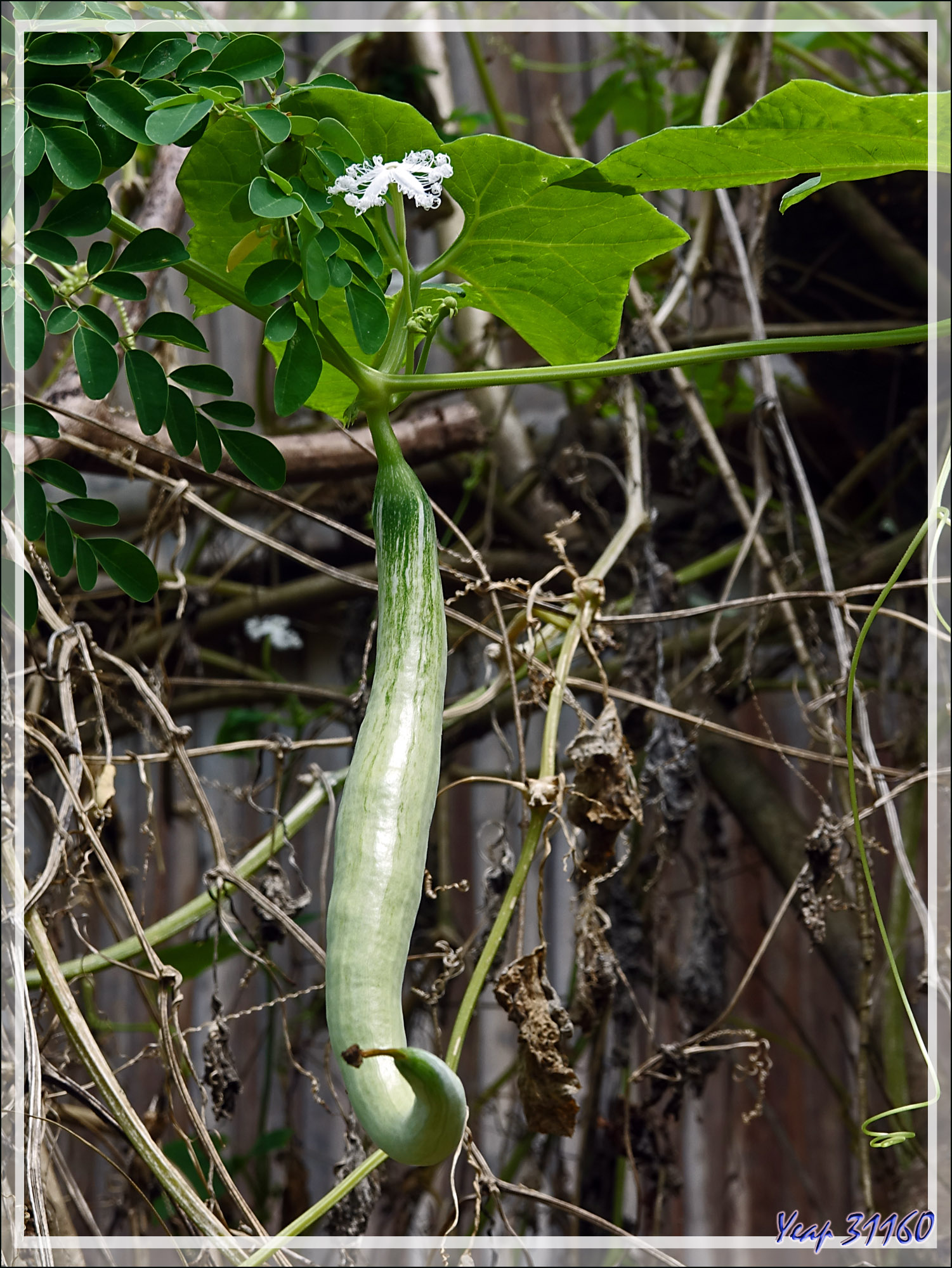 plante de courge serpent