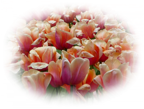 "News" de mon blog