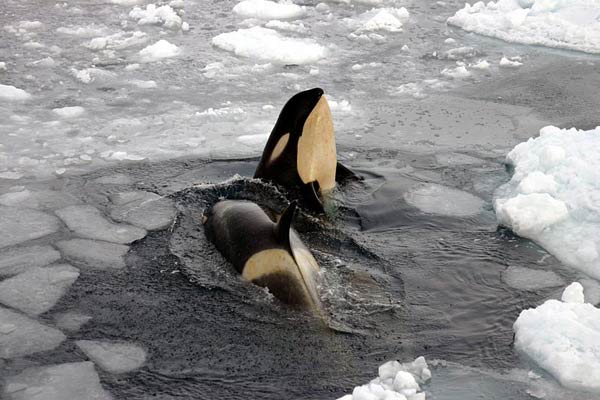 Orques en Antarctique