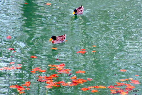 Canal du Midi : les canards 