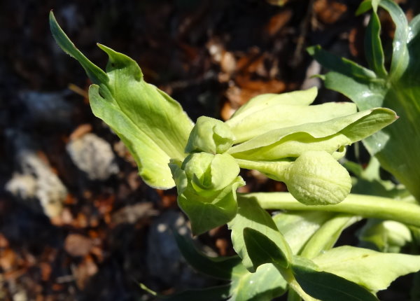Foug - Première fleur : Héllébore fétide