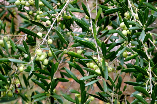 Des olives sur l'arbre !