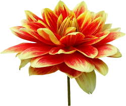 Tubes PNG de fleurs