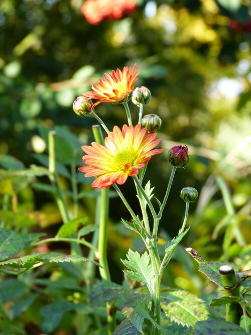 les chrysanthèmes du jardin