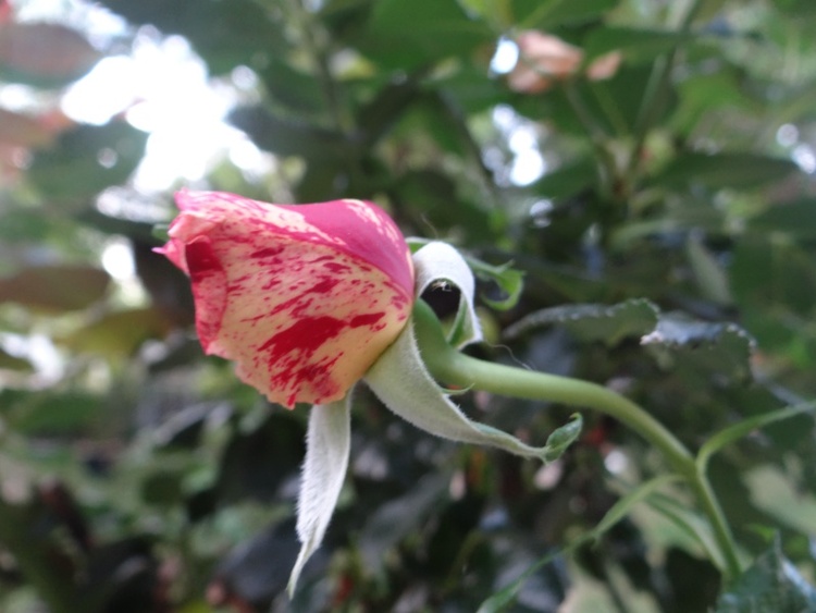 Mignonne Alonns voir si la Rose