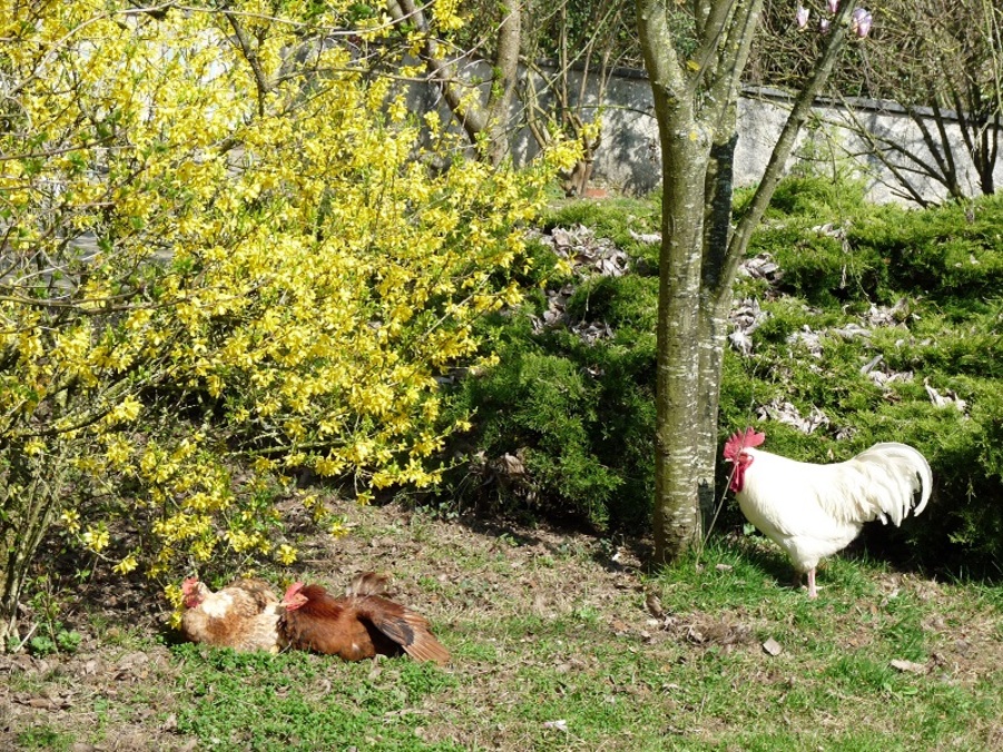 Un petit tour de jardin ...