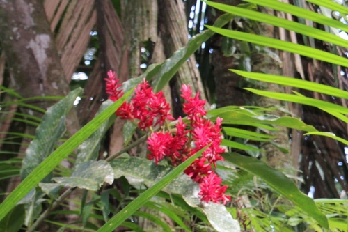 Les fleurs du Turtle beach lodge à Tortuguero