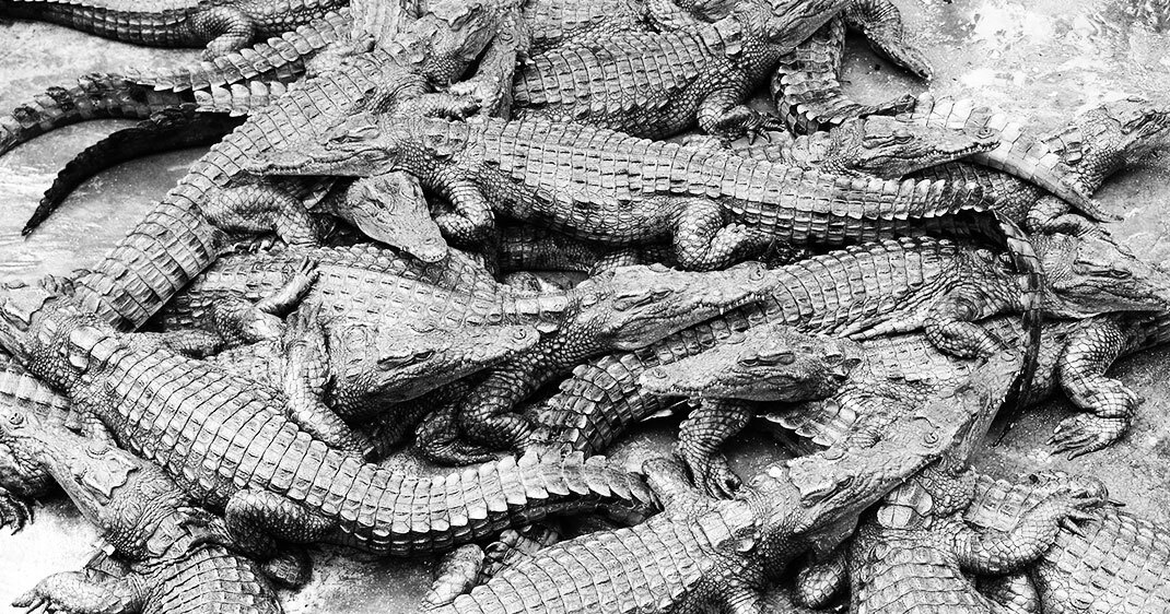 une-crocodiles-ramree