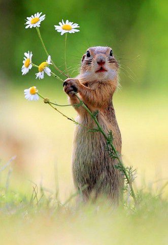 Des fleurs pour maman.