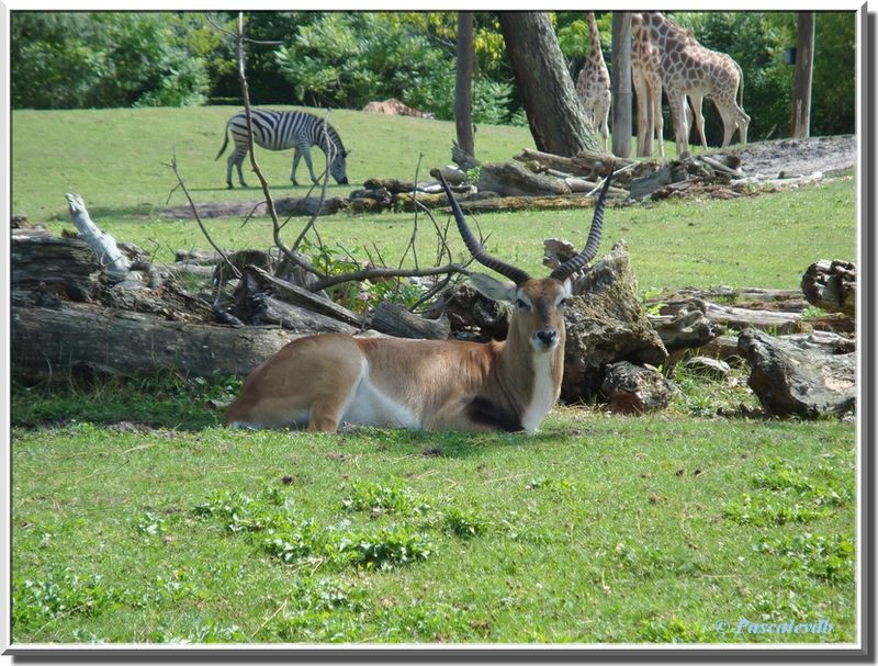 Antilopes