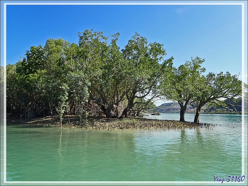 20/09/2022 : exploration de la mangrove de la Rivière Hunter - Prince Frederick Harbour - Kimberley - Australie