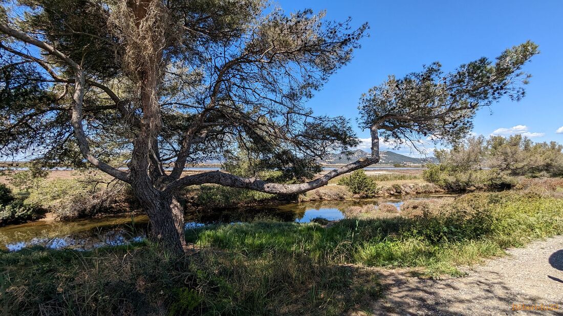 la presqu'île de Giens - 2