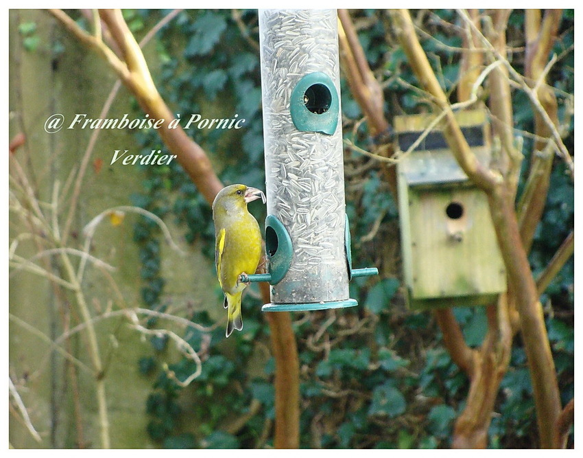 Comptage OISEAUX des jardins 28 & 29 janvier 2017