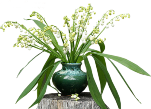 Fleurs Muguet dans vases