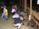 La sortie à la ferme