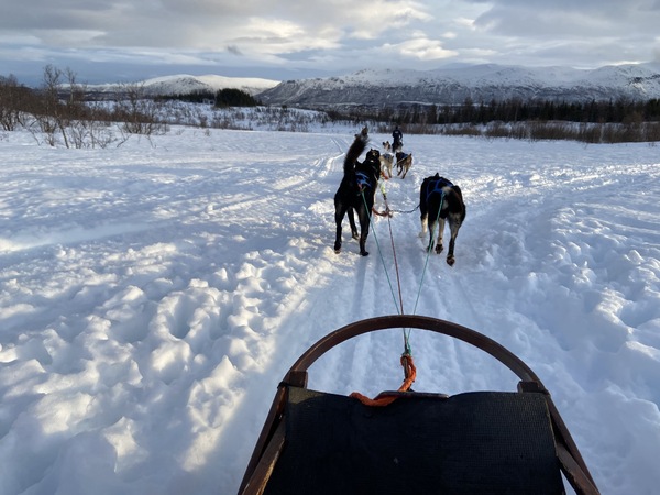 Musher en arctique