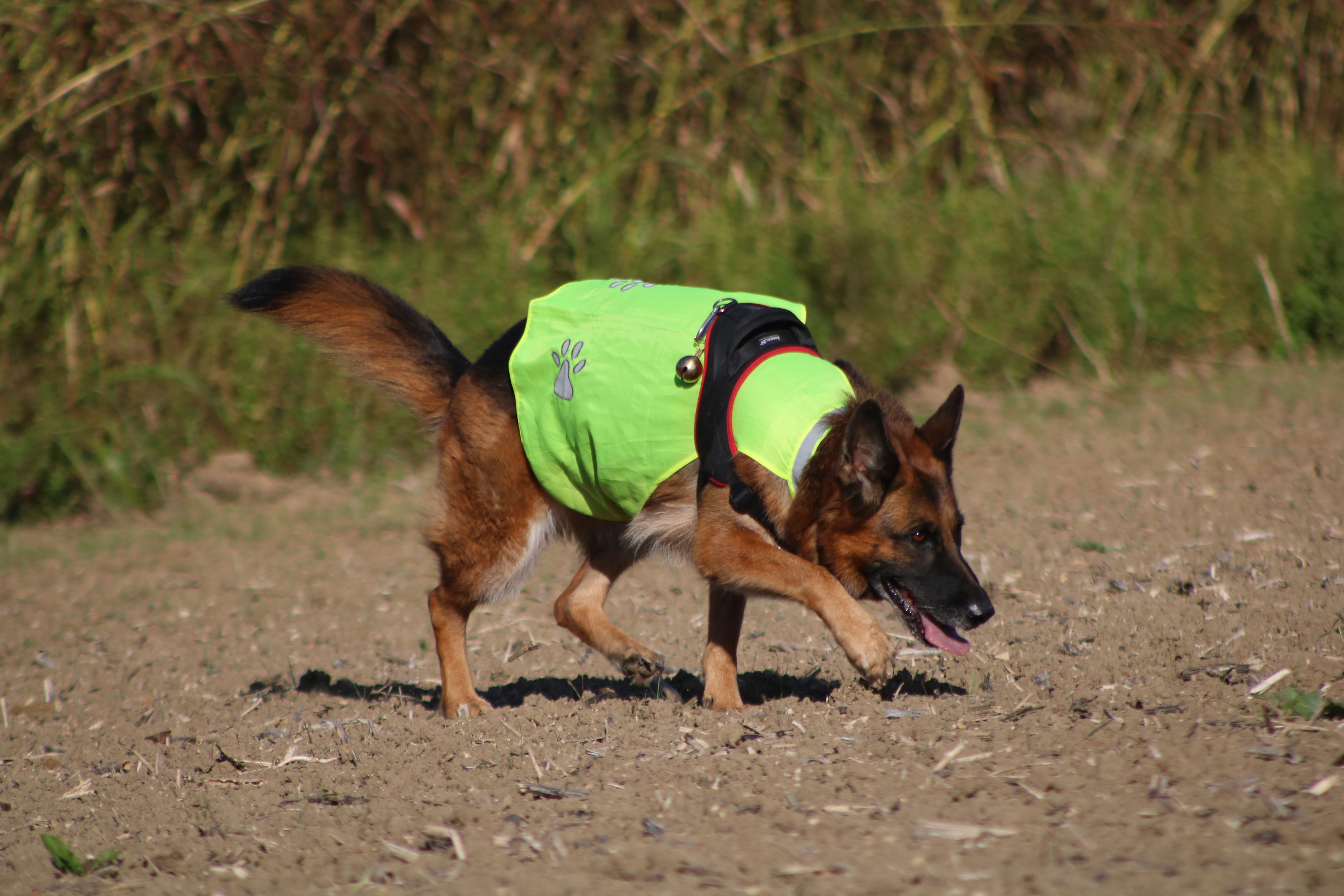 Protéger son chien en balade pendant la période de chasse 