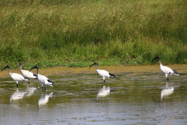 Ibis sacré