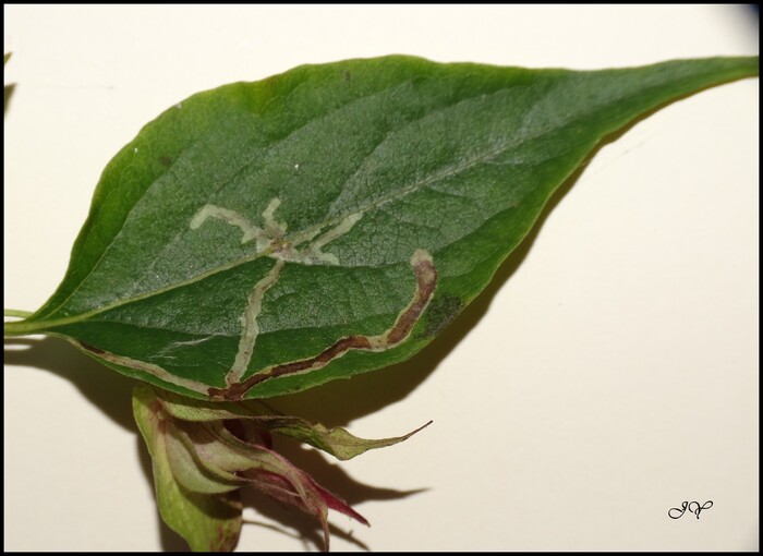 Chromatomyia lonicerae.