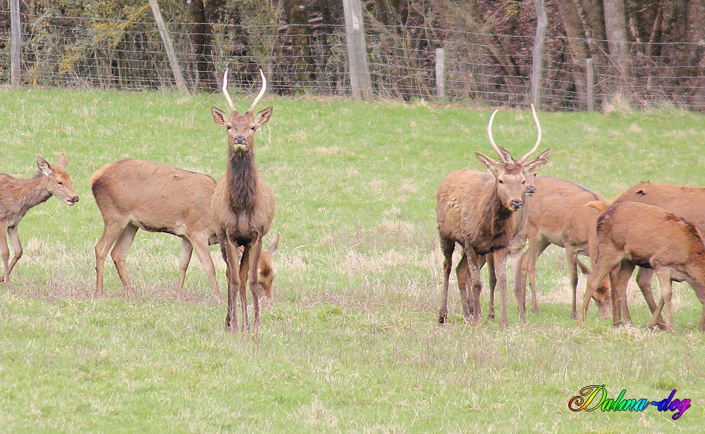 cerfs et biches en semi libertés