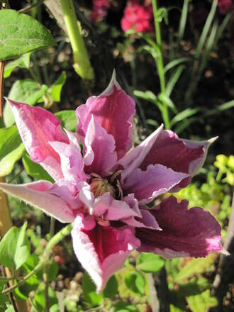 Clématite Piilu, à fleurs doubles roses à médiane carmin.