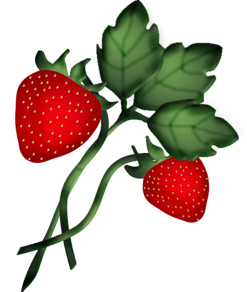 fraises /  strawberries
