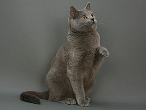 chartreux1