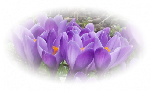 Tubes Fleurs - Divers