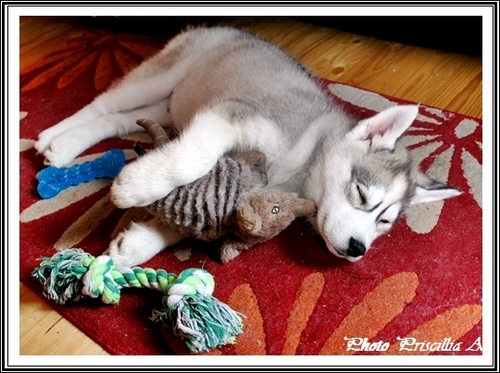 Husky et peluche