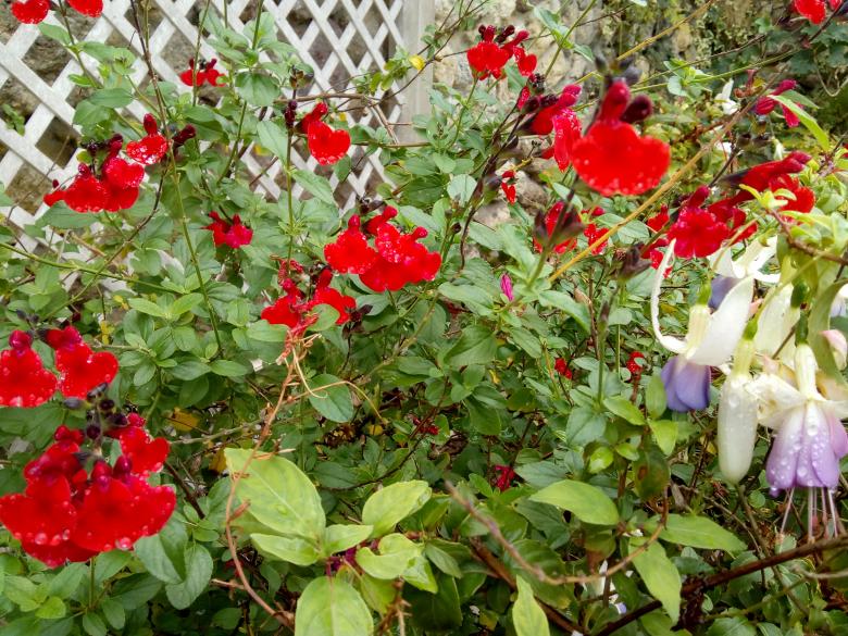 Jeudi dernier dans mon jardin
