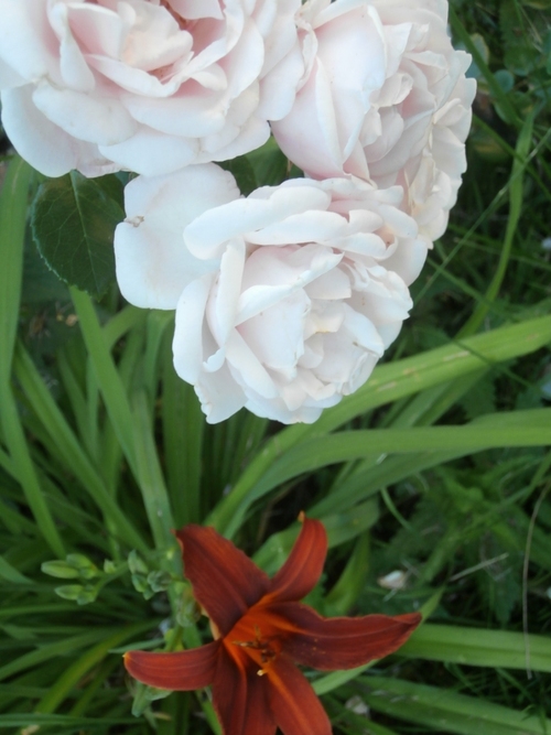 un groupe de roses d'un rose très pâle surplombe un fleuron d'hémérocalle aux pétales d'un brun cuivré foncé, feuillages verts en fond