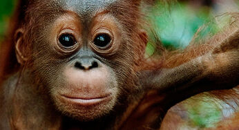 Indonésie : aidez les orangs-outans, pas les biocarburants !