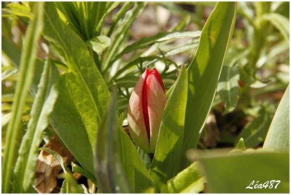 _MG_3894-tulipe-courte.jpg